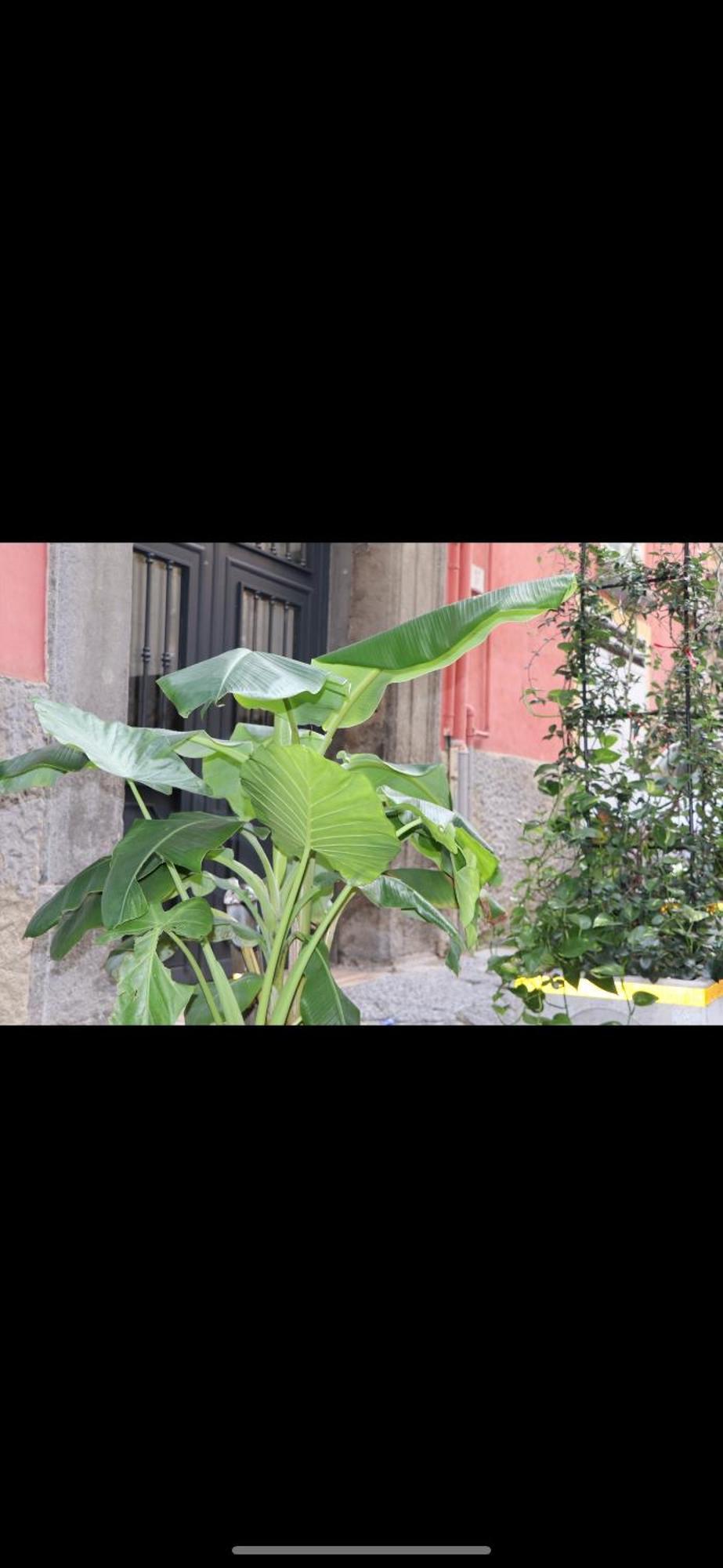 Apartamento Barbaro Centro Di Nápoles